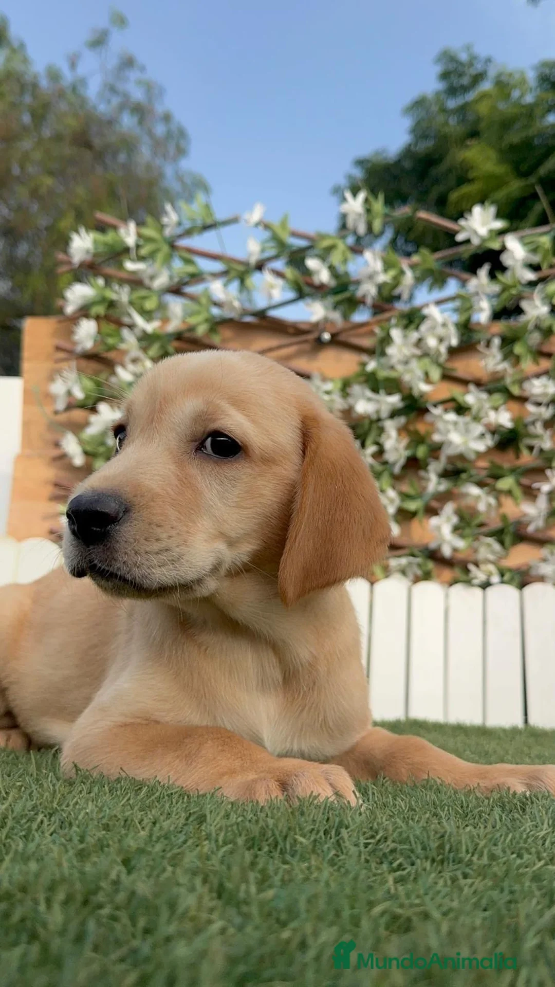 Labrador Retriever perros en venta: LABRADOR RETRIEVER MACHO - Anuncio 1