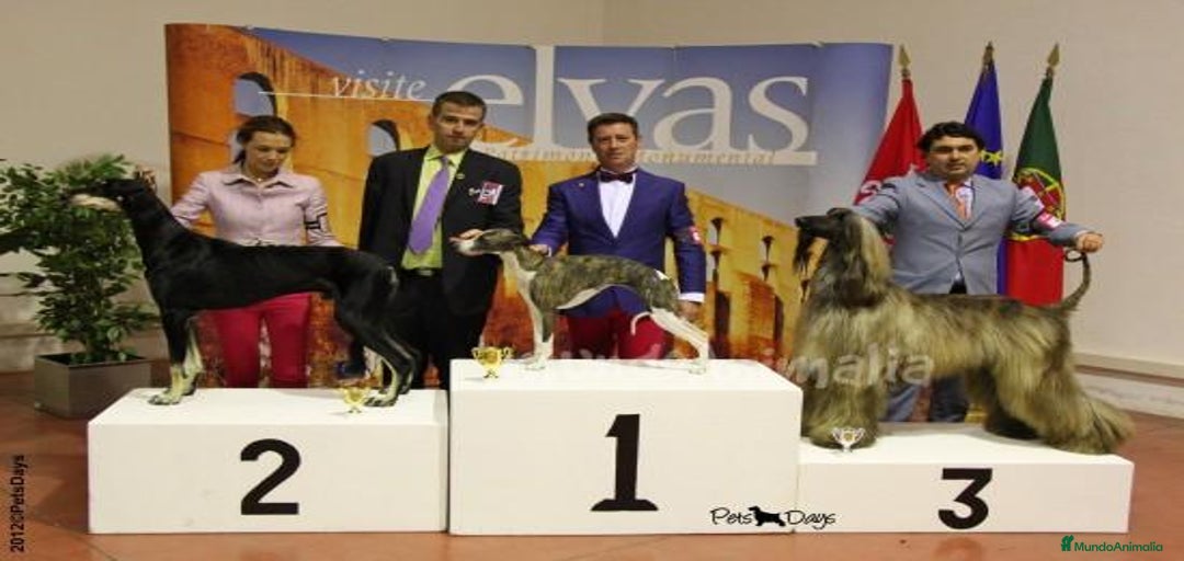 Imagen de galería {{count}}