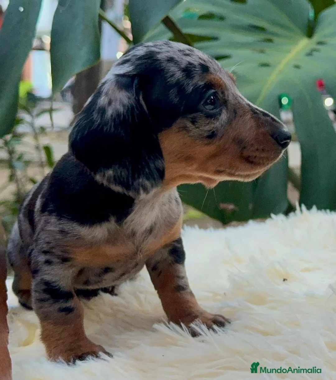 Teckel Miniatura perros en venta: teckel mini TODA ESPAÑA - Anuncio 2