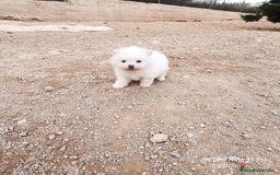 Pomerania perros en venta: MACHITO CHIQUITIN DE POMERANIA - Anuncio 2