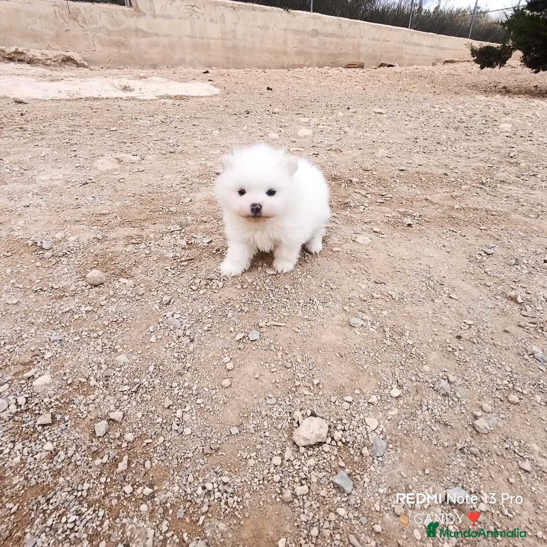 Pomerania perros en venta: MACHITO CHIQUITIN DE POMERANIA - Anuncio 2