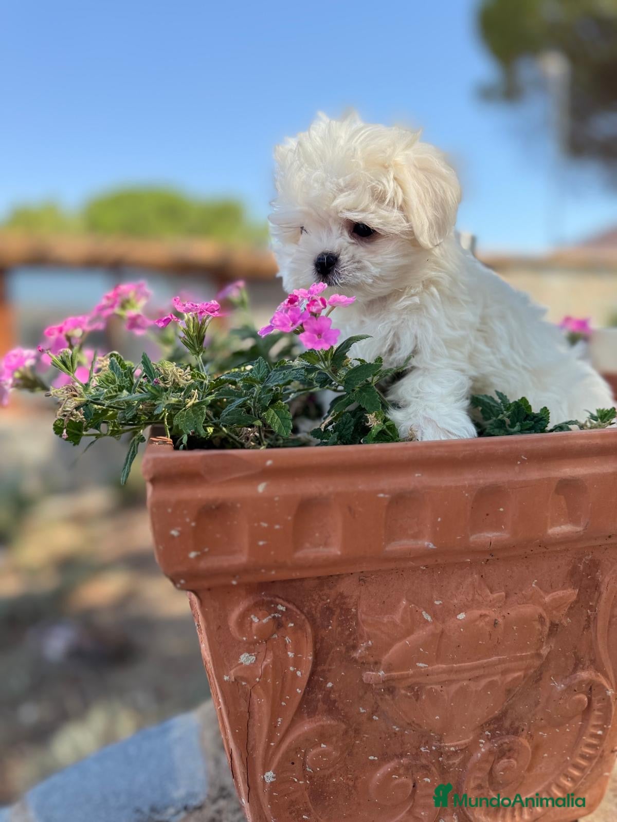 Bichón Maltés perros Bichon maltés Mini fotos reales y actuales !!! - Anuncio 4