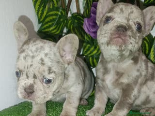 Bulldog Francés perros Bulldog francés isabellas - Anuncio 2