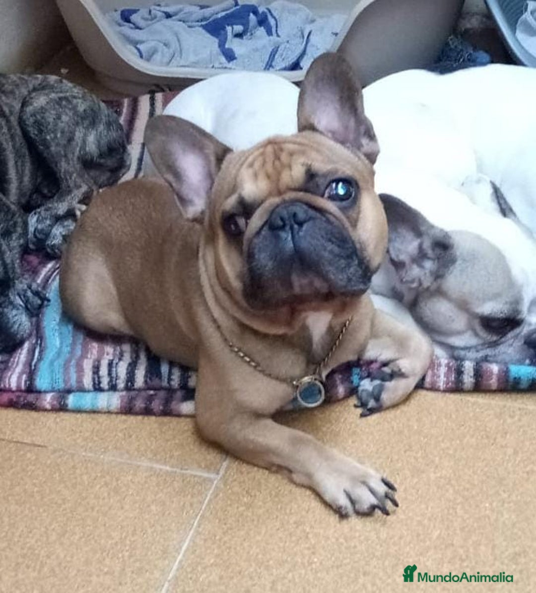 Bulldog Francés perros en venta: Bulldog francés  - Anuncio 3