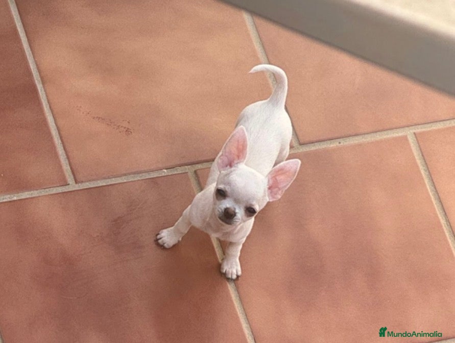 Chihuahua perros Macho Chihuhuas  - Anuncio 1