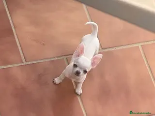 Chihuahua perros Macho Chihuhuas - Anuncio 1