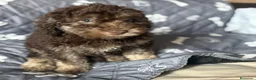 Perro de Agua Español perros en venta: Perro De Aguas - Anuncio 2