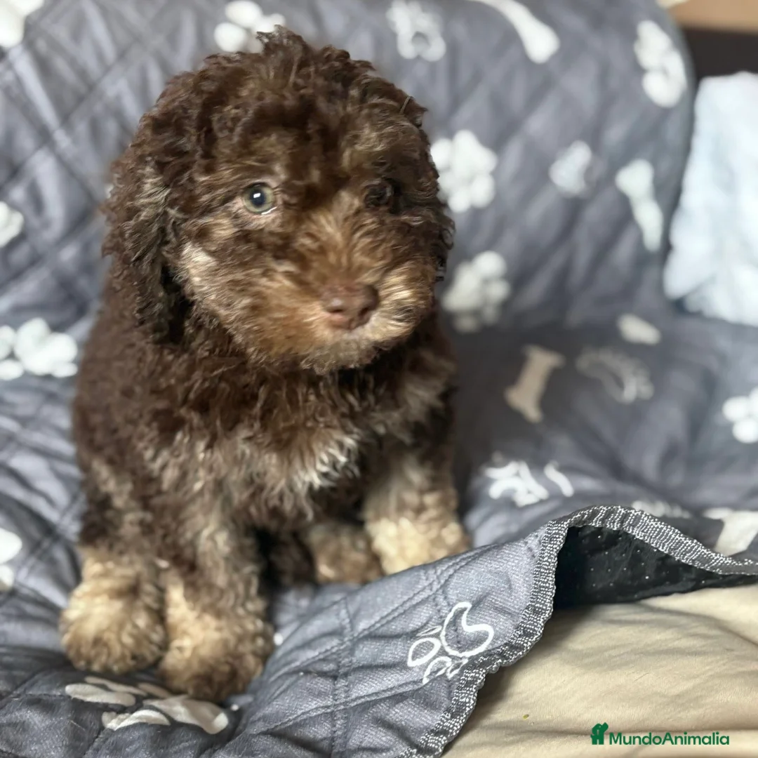 Perro de Agua Español perros en venta: Perro De Aguas - Anuncio 2