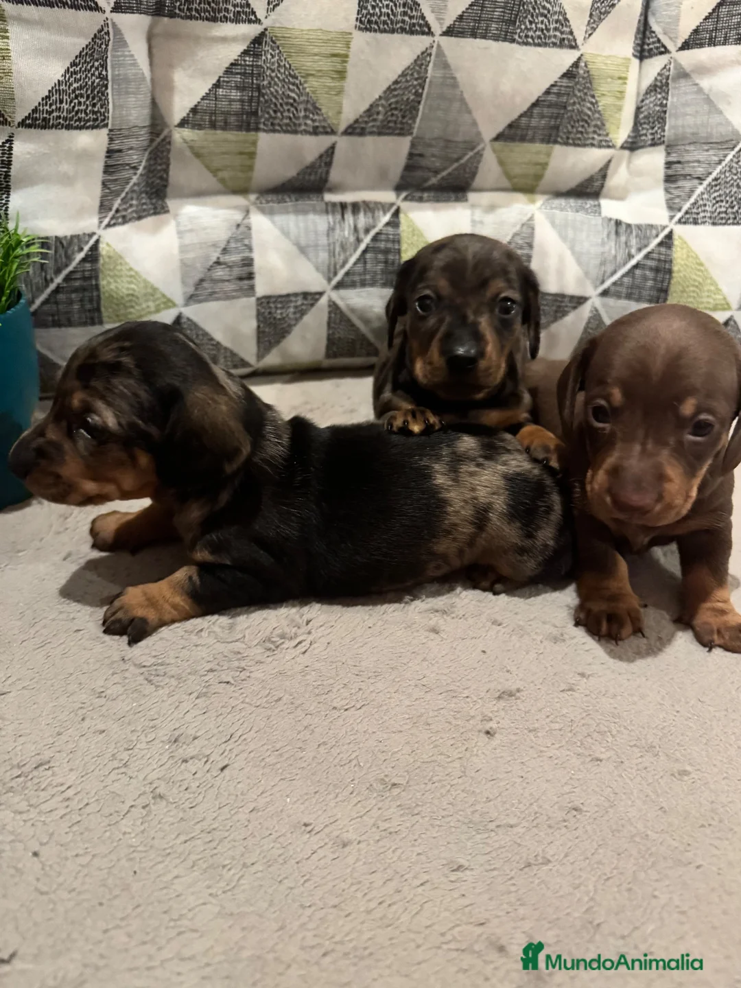 Teckel Miniatura perros en venta: 🐾🤎 ¡TRES PRECIOSIDADES TECKEL BUSCAN HOGAR! 🤎🐾 - Anuncio 6