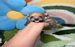 Pomerania perros en venta: Pomerania - Imagen 8