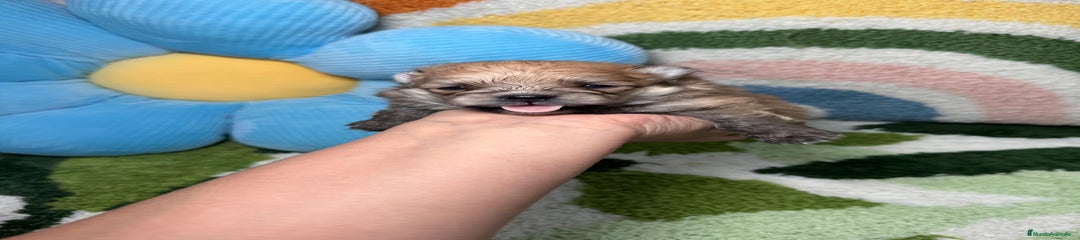 Pomerania Cachorro 2