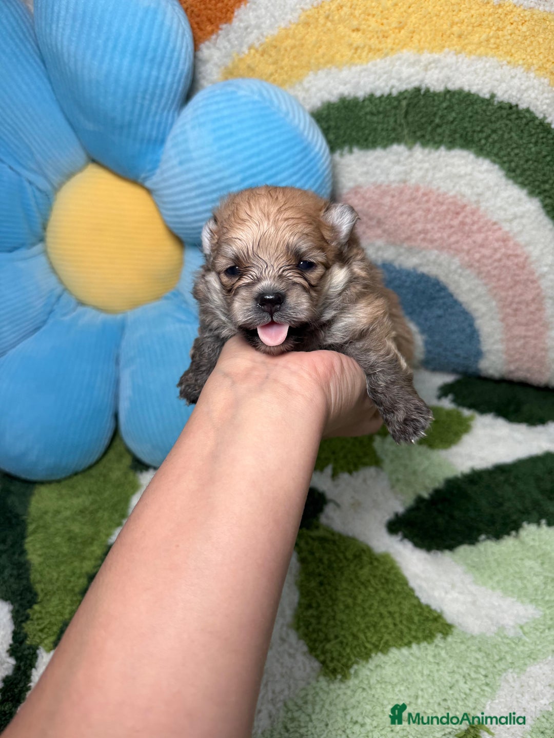 Pomerania perros en venta: Pomerania - Imagen 8