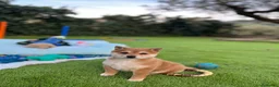 Shiba Inu perros en venta: Precioso macho de Shiba-inu ✨🦊 - Anuncio 5