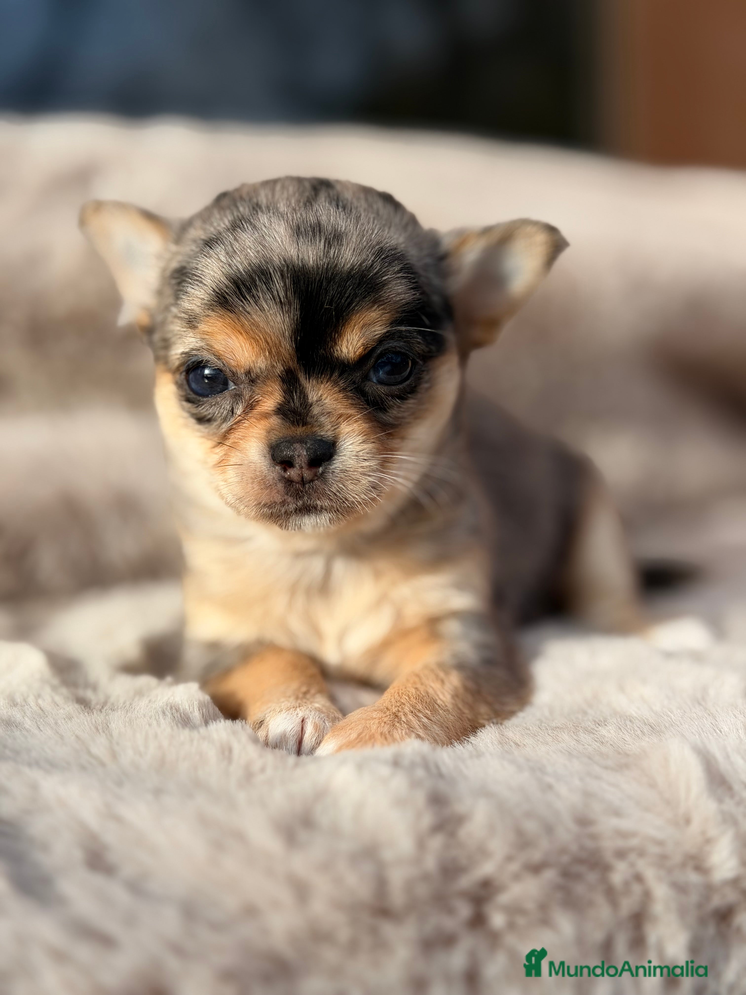 Chihuahua perros Chihuahua Merle  - Anuncio 4