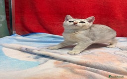 Británico de Pelo Corto gatos en venta: British Silver Shaded Negro - Imagen 6