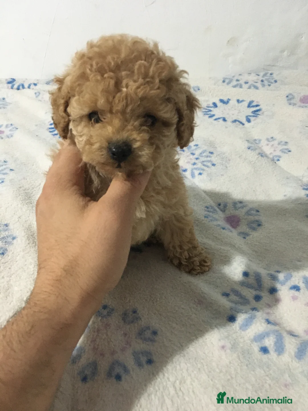 Caniche Toy perros en venta: CANICHES TOYS Y ENANOS en Murcia - Anuncio 8