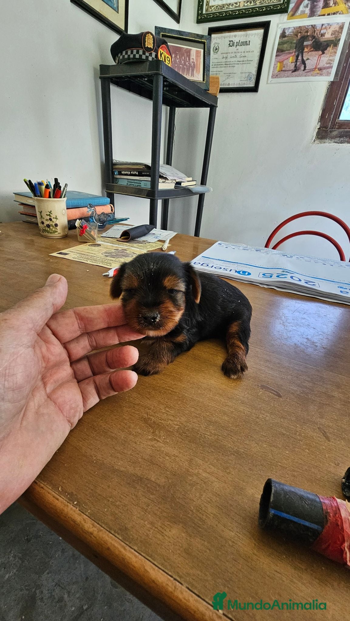 Yorkshire Terrier perros Espectacular hembra de yorkshire  - Anuncio 1