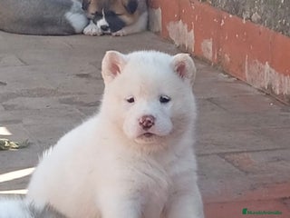 Akita Americano perros - Anuncio 3