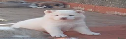 Akita Americano perros en venta: AKITA AMERICANO - Anuncio 1