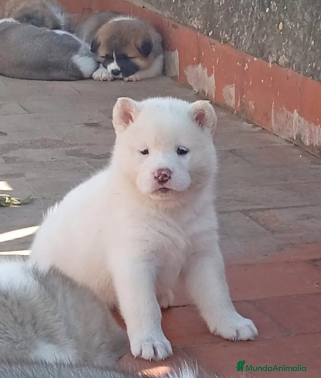 Akita Americano perros en venta: AKITA AMERICANO - Anuncio 1