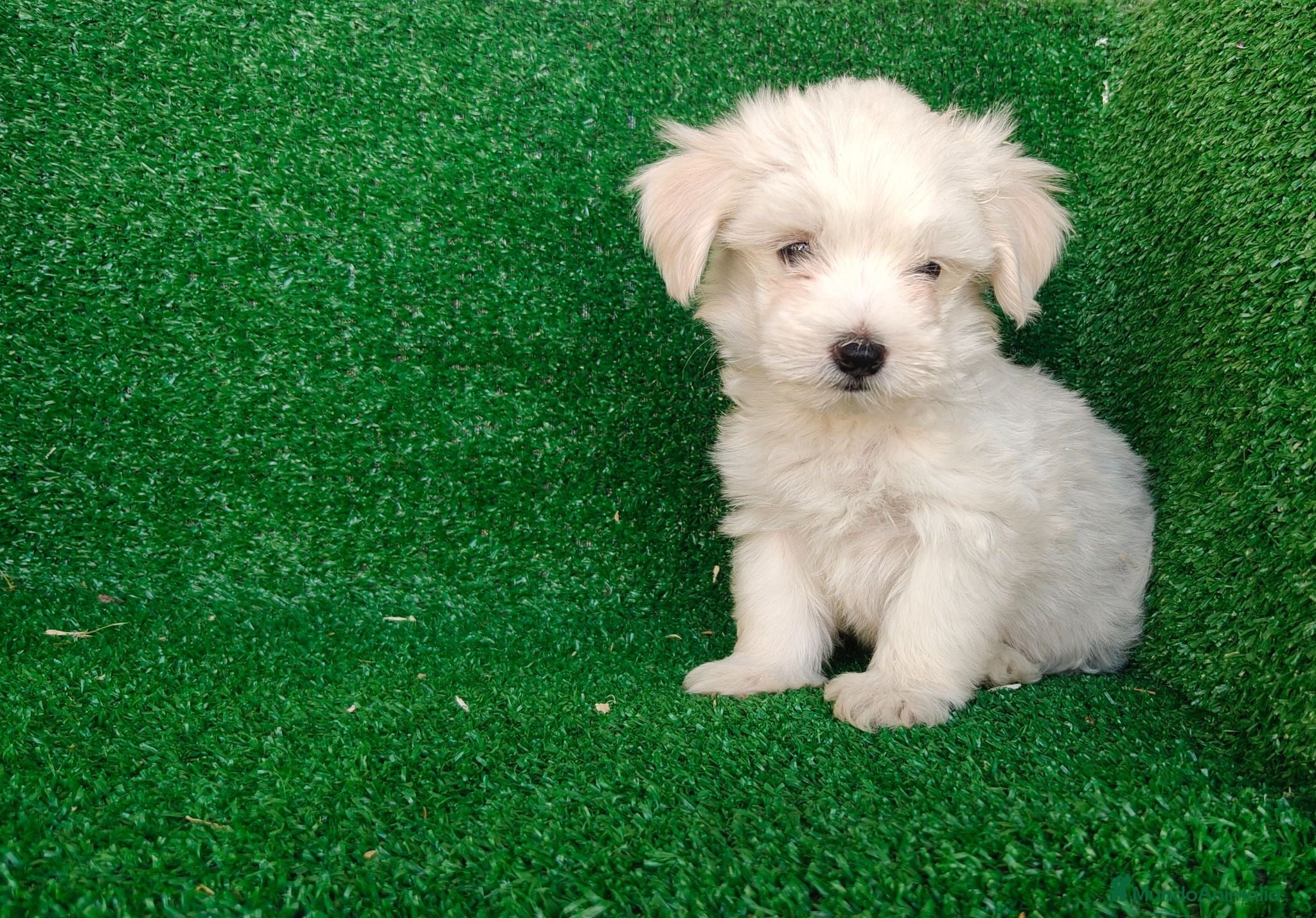 Bichón Maltés perros Bichón maltés  - Anuncio 1