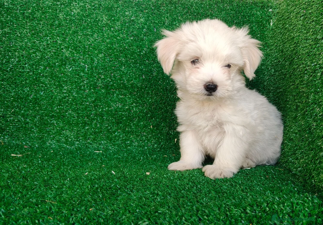 Bichón Maltés perros en venta: Bichón maltés  - Anuncio 1