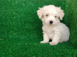 Bichón Maltés perros Bichón maltés - Anuncio 1