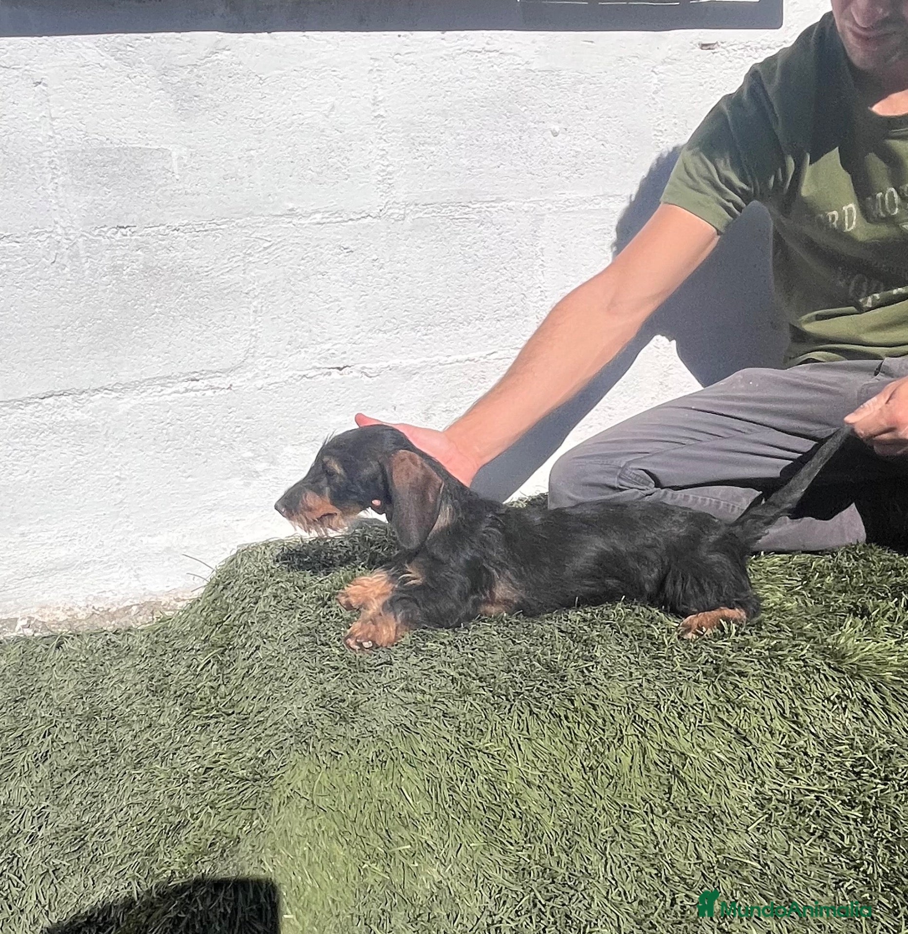 Teckel Miniatura perros en venta: Teckel pelo duro - Anuncio 1
