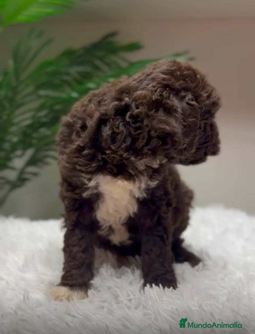 Perro de Agua Español perros en venta: PERRO DE AGUA HEMBRA - Anuncio 3