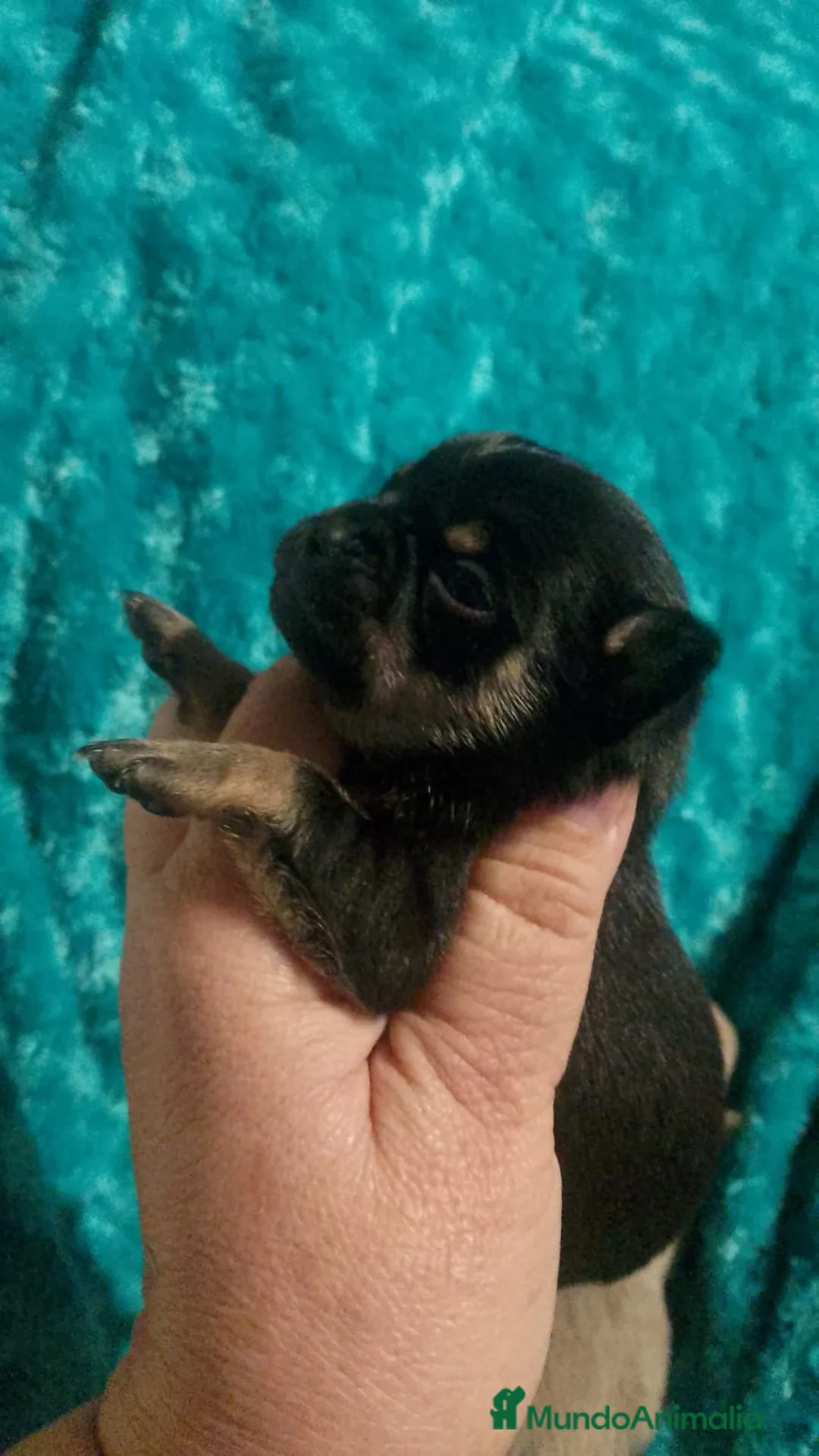 Chihuahua perros en venta:  chihuahua lilac ojos azul grises una pasada  - Anuncio 5