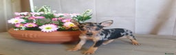 Pinscher Miniatura perros en venta: Cachorritos de Mini Pinscher Merle🐾 - Anuncio 1