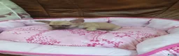 Chihuahua perros en venta: Chihuahua toy machito - Anuncio 2