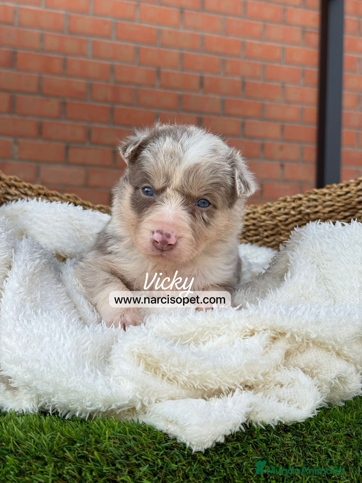 Border Collie perros en venta: BORDER COLLIE LILAC MERLE - Anuncio 6