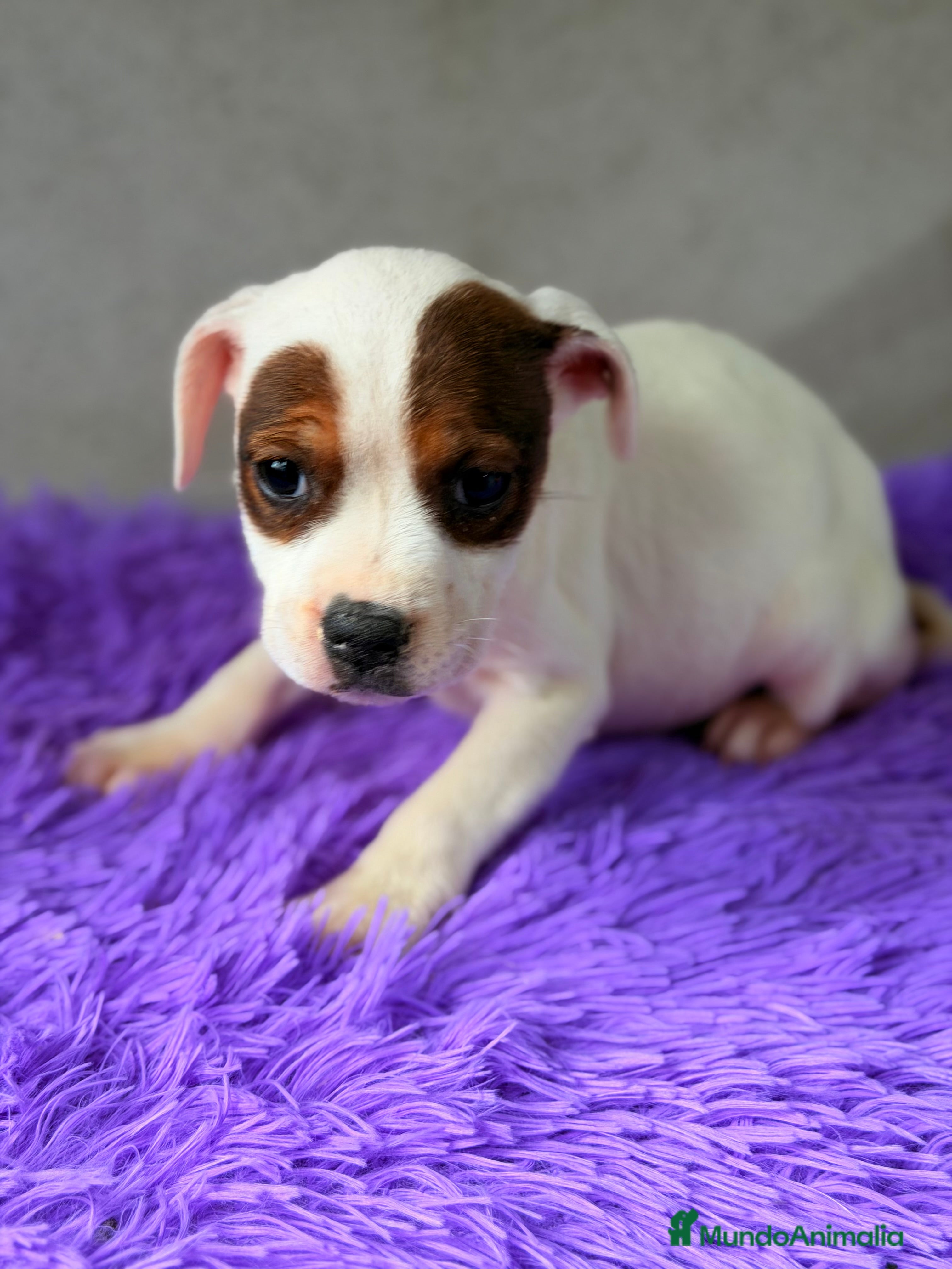 Staffordshire Bull Terrier perros Staffordshire hembra  - Anuncio 1