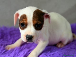 Staffordshire Bull Terrier perros Staffordshire hembra - Anuncio 1