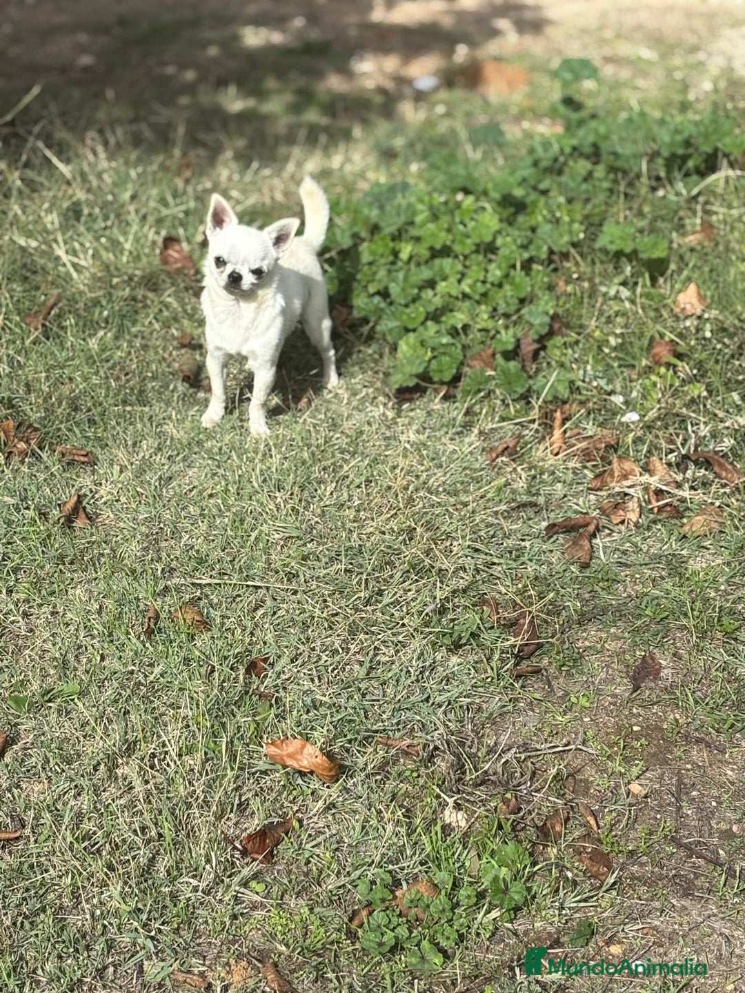 Chihuahua perros en venta: Chihuahua toy listo para entregar!! - Imagen 3