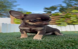 Chihuahua perros en venta: CHIHUAHUA MACHO - Imagen 18