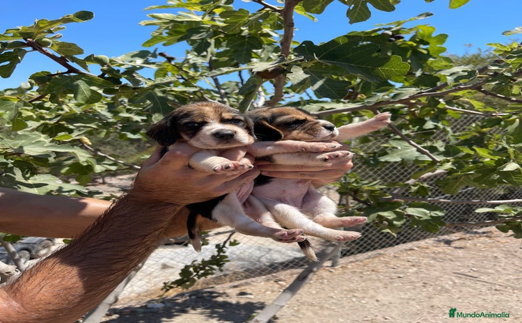Beagle perros - Anuncio 1