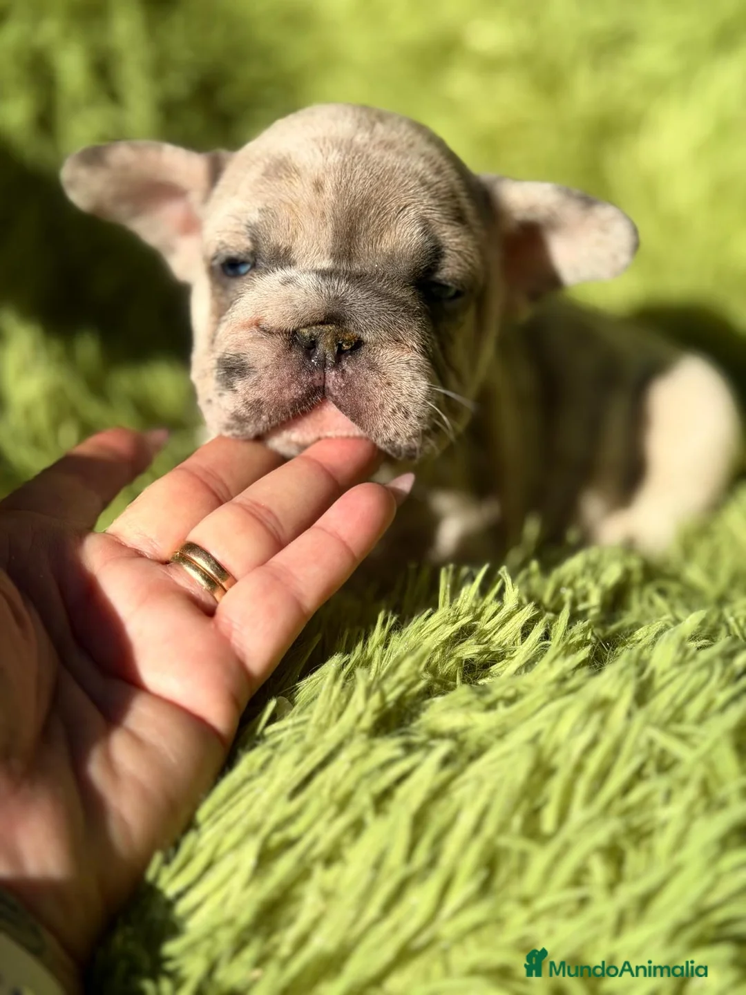 Bulldog Francés perros en venta: BULLDOG FRANCÉS BIG ROPE - Anuncio 6