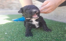 Perro de Agua Español perros en venta: PERROS DE AGUA - Imagen 2
