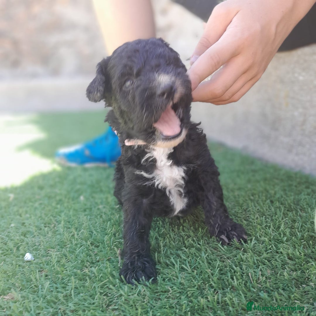 Perro de Agua Español perros en venta: PERROS DE AGUA - Imagen 2