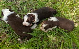 Border Collie perros en venta: Border collie chocolate y merle - Imagen 2