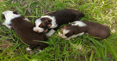 Border Collie perros - Propaganda 14