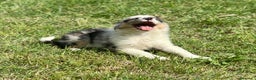 Border Collie perros en venta: EXCLUSIVA BORDER COLLIE TRI MERLE OJOS DISPARES en Barcelona - Anuncio 3