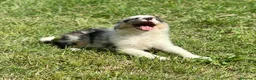 Border Collie perros en venta: EXCLUSIVA BORDER COLLIE TRI MERLE OJOS DISPARES en Barcelona - Anuncio 3