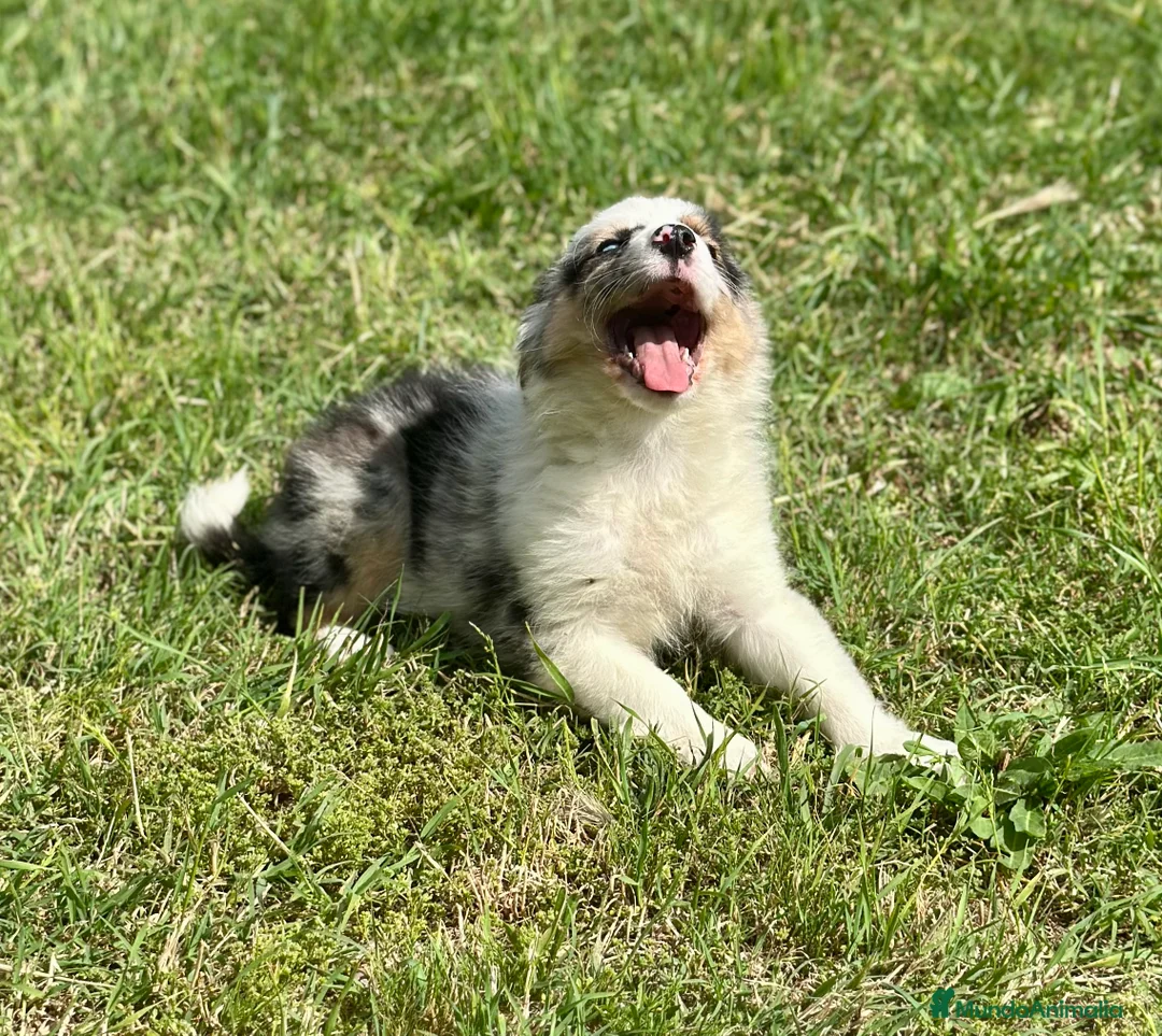 Border Collie perros en venta: EXCLUSIVA BORDER COLLIE TRI MERLE OJOS DISPARES en Barcelona - Anuncio 3
