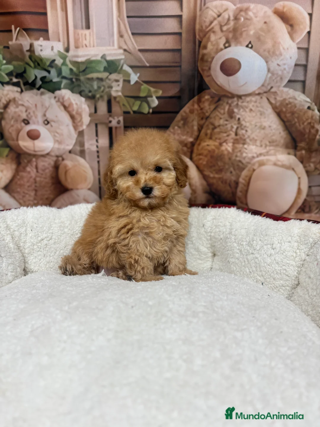 Caniche Toy perros en venta: Caniche toy apricot !!!! - Anuncio 3