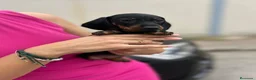 Teckel Miniatura perros en venta: teckel kaninchen  - Anuncio 4
