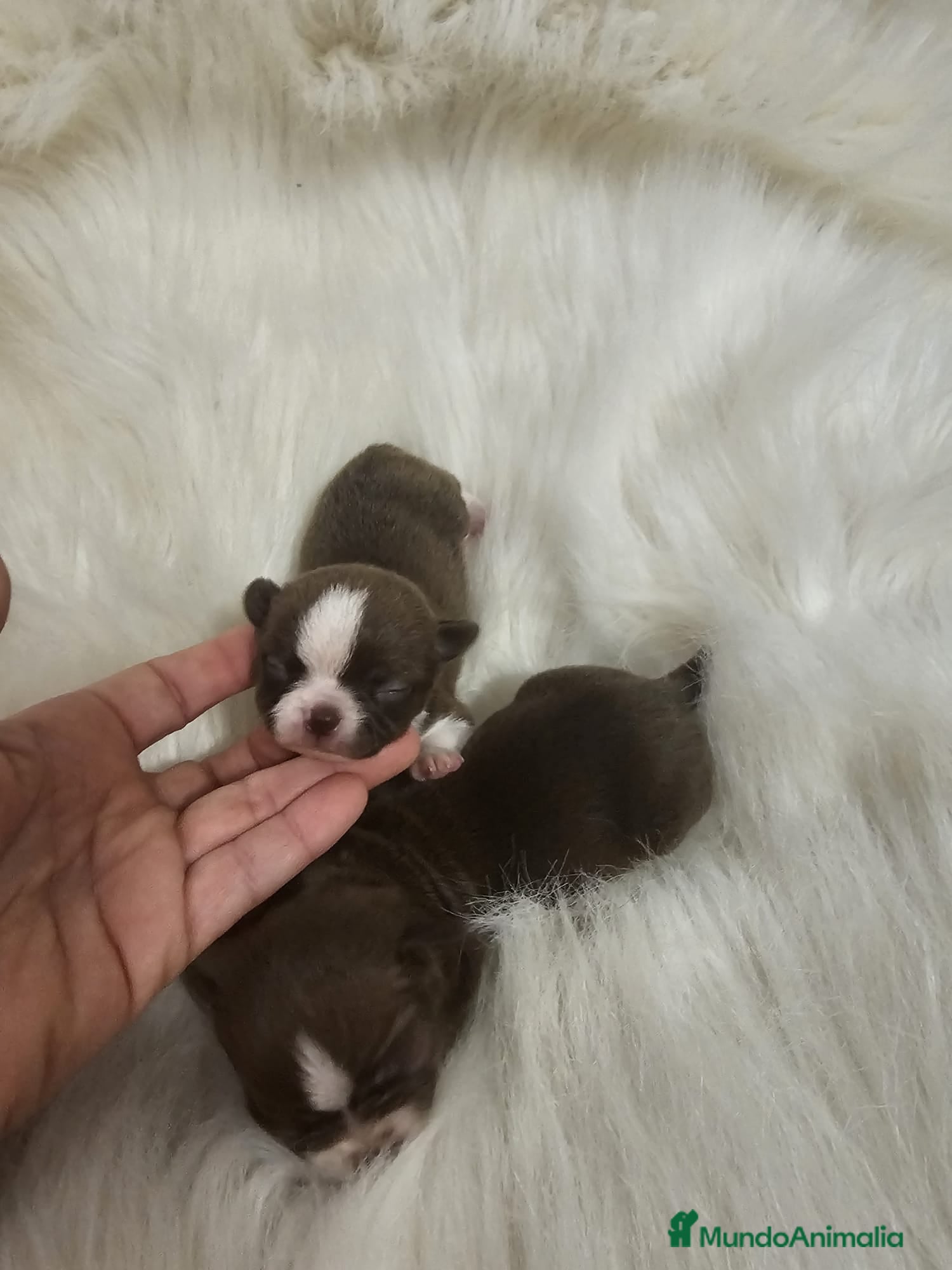 Chihuahua perros CHIHUAHUAS MINI TOYS en Murcia - Anuncio 1