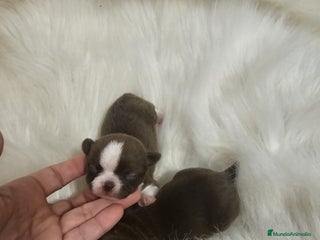 Chihuahua perros en Murcia - Anuncio 8